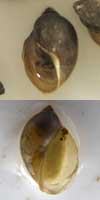 巻貝の殻口