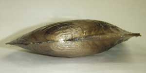 メンカラスガイの貝殻