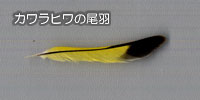 カワラヒワの尾羽