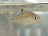タイリクバラタナゴの幼魚