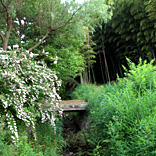 小川にかかる小さな橋と竹林