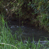 川の流れと草に覆われた水辺の風景