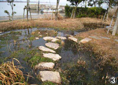 児島湖ふれあい野鳥親水公園　ビオトープ小川の写真