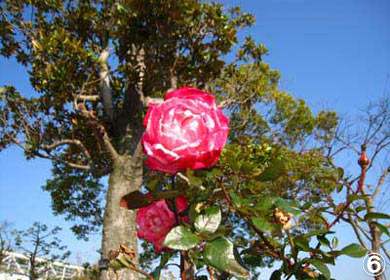 浦安総合公園　バラの写真