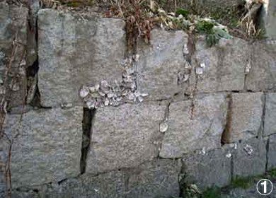 高崎干拓堤防　石垣の牡蠣殻の写真