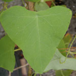 イシミカワの葉