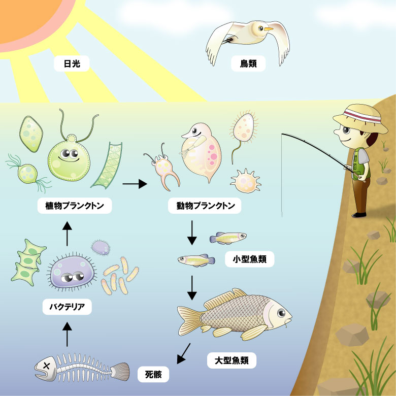 食物連鎖におけるプランクトンの役割